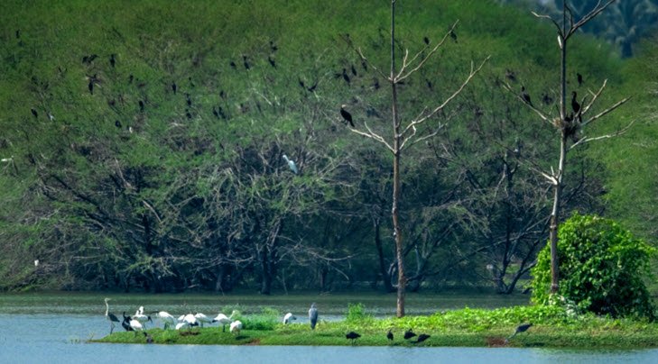Vellode Bird Sanctuary, Erode, Tamil Nadu - Vushii.com Vellode Bird Sanctuary, Erode, Tamil Nadu - Vushii.com